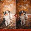 Spooky Season Lightroom Presets by Lou and Marks Presets